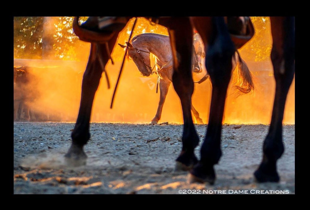 Notre Dame Sr. Rose Marie Tulacz was laying on the ground, "in cow dung practically, no tripod" when she took this photo. "But when I saw it, I stopped breathing, and I knew I only had one second to get the shot," she said. (Courtesy of Rose Marie Tulacz)
