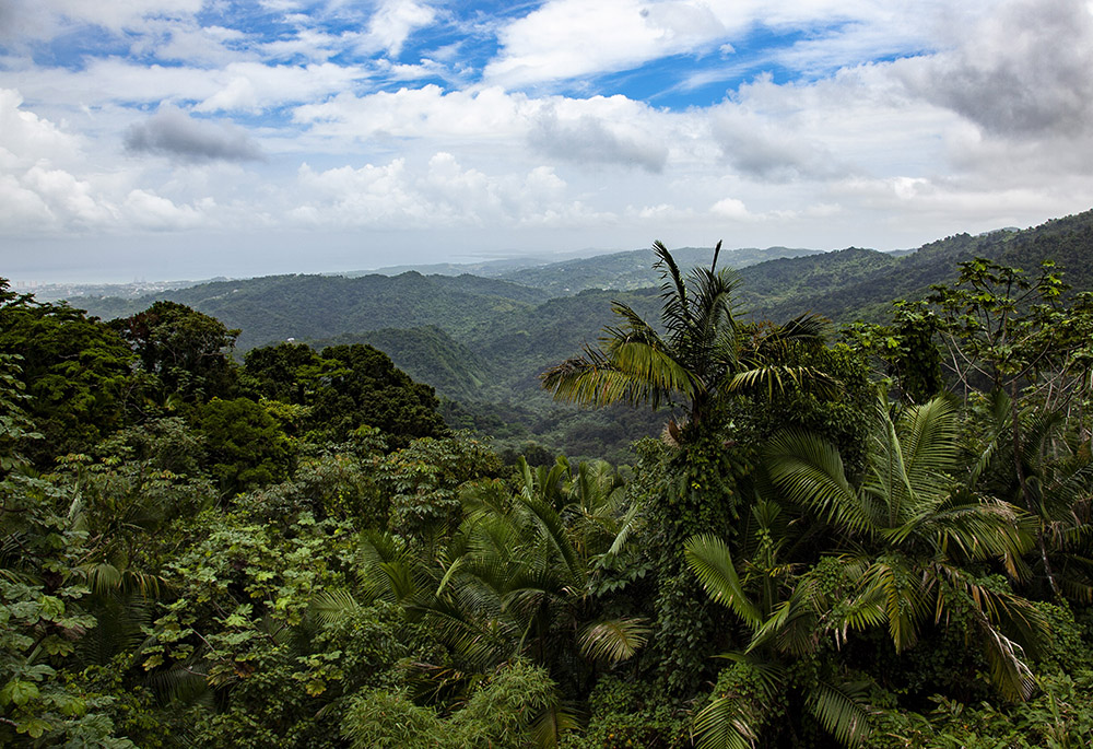 Puerto Rico's El Yunque National Forest is seen in this 2012 file photo. (CNS/Octavio Duran) Puerto Rico's El Yunque National Forest is seen in this 2012 file photo. (CNS/Octavio Duran)
