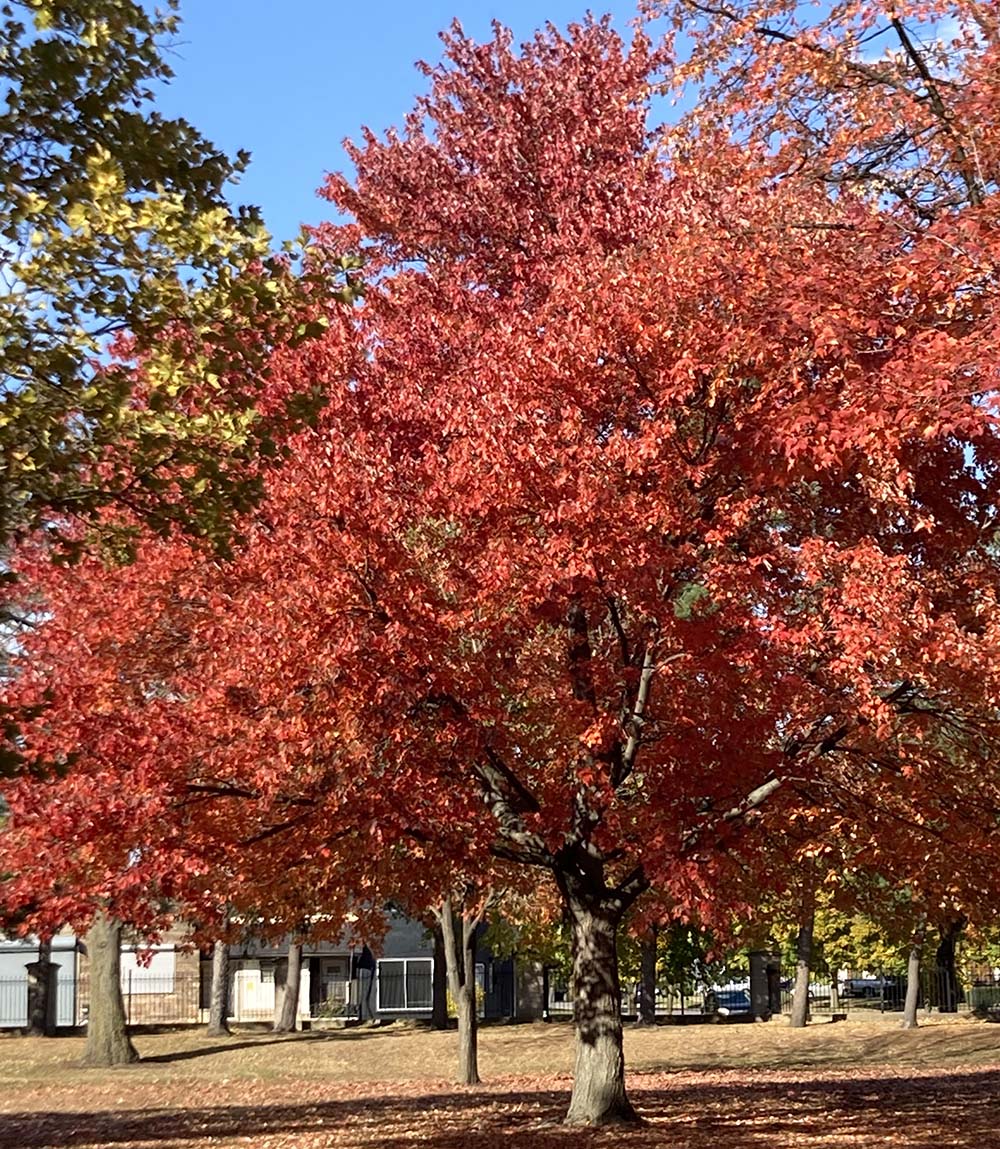 Tree with red leaves (Nancy Sylvester)