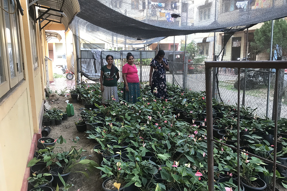 Female members of the Salesians' self-help groups engage in orchid cultivation in Don Boscopura, Negombo, Sri Lanka. (Thomas Scaria).