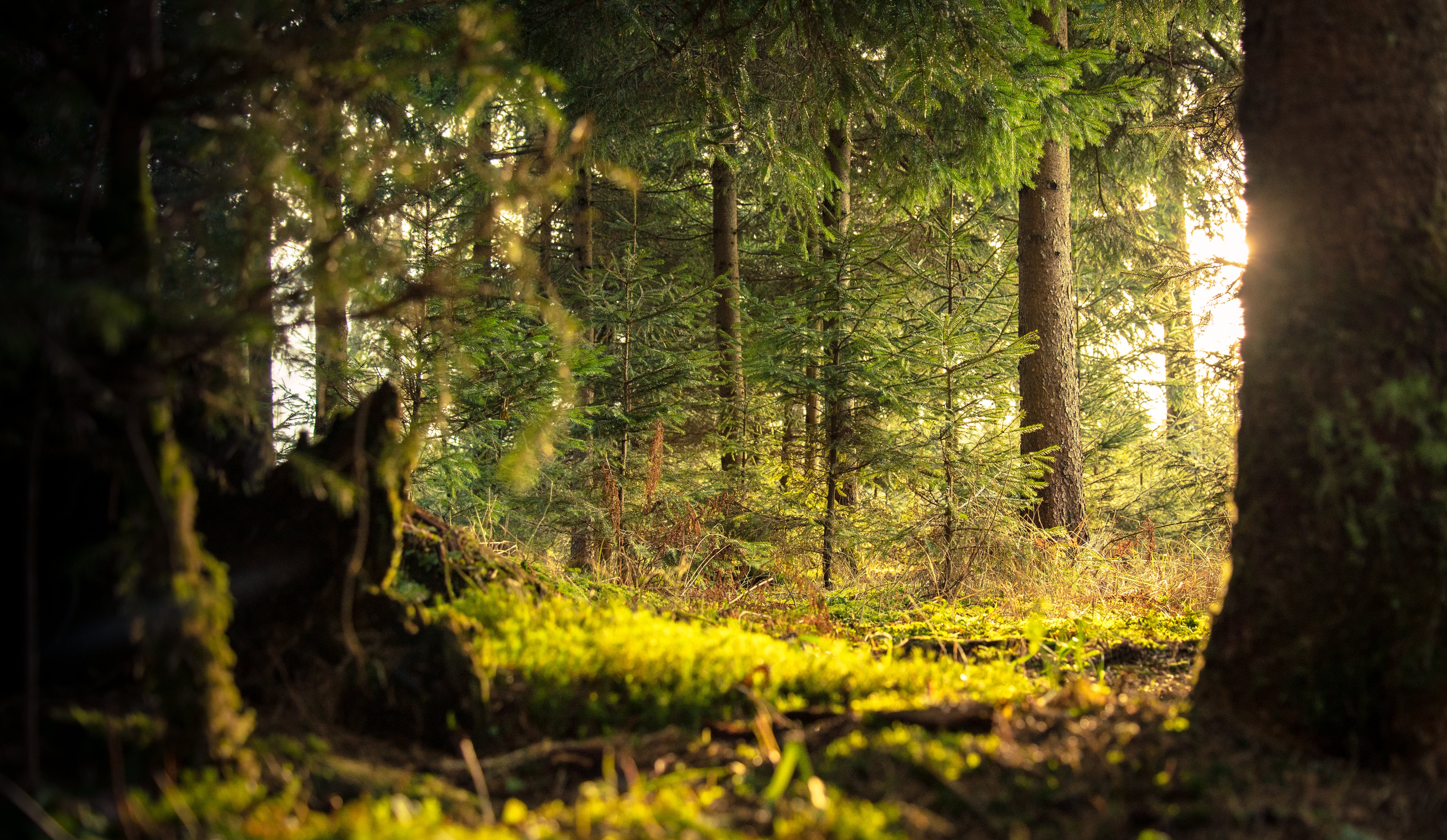 Bosque profundo "En el vacío de la vida siempre me guía el Corazón de Jesús con esperanza. Como maya q’eqchi’, desde nuestra espiritualidad, lo llamamos Corazón del Cielo y Corazón de la Tierra como me enseñaron mis ancestros": Hna. Dora Estela Tuìl May. (Foto: Pexels)