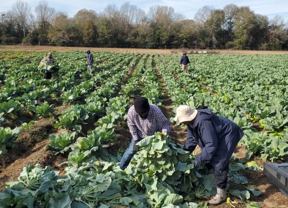 Workers harvest collard greens on John Brown's farm in Dallas County, Alabama.