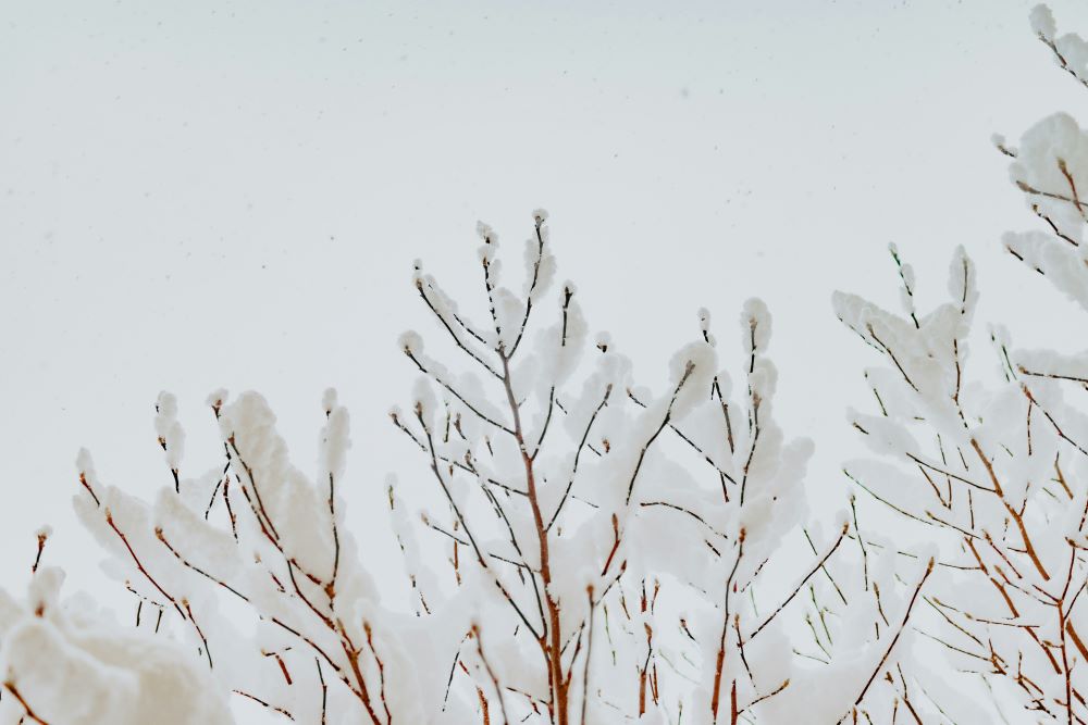 snow covered tree branches
