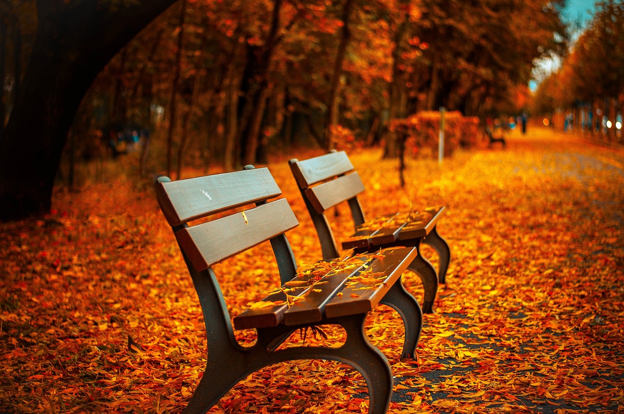 Bancos vacíos en bosque solitario As consecrated men and women, we strive to listen to the voices within ourselves and of today's reality because, without witnesses, the spirit of Jesus fades away. (Pixabay)