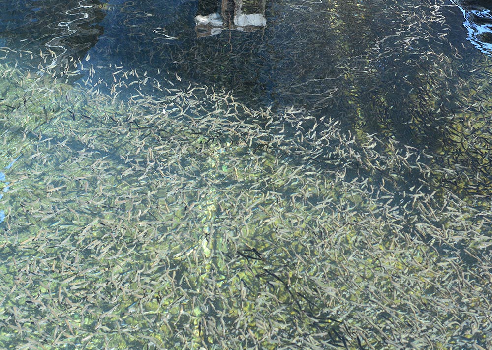 Fingerling Chinook salmon are seen at the Winthrop National Fish Hatchery in Winthrop, Washington, in 2023. (Wikimedia Commons/Joe Mabel)