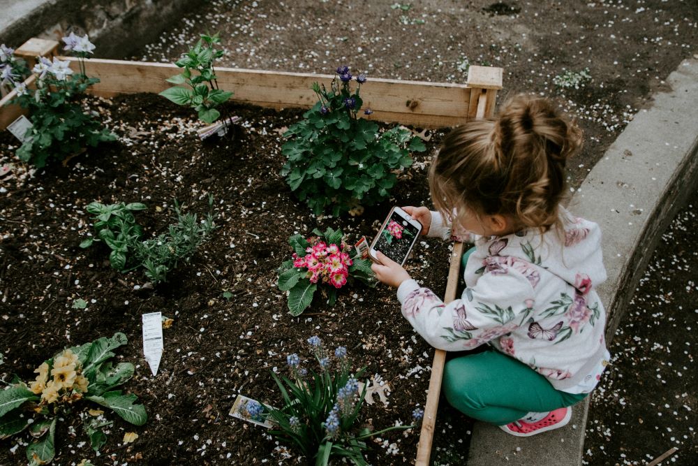 A child takes a photo of flowers growing in a raised garden bed.