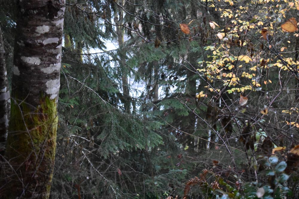 The rapids of the Oyster River can be seen through the trees during the autumn months from Fr. Charles Brandt's hermitage. (Julie A. Ferraro) The rapids of the Oyster River can be seen through the trees during the autumn months from Fr. Charles Brandt's hermitage. (Julie A. Ferraro)