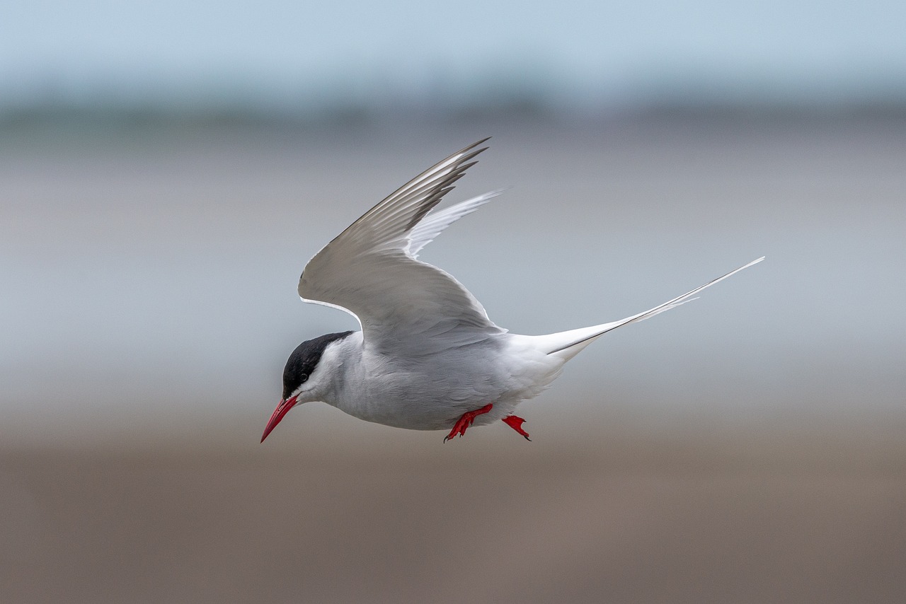 Pájaro en el Ártico Imagen de un charrán ártico. (Foto: Pixabay Matthias Kost)
