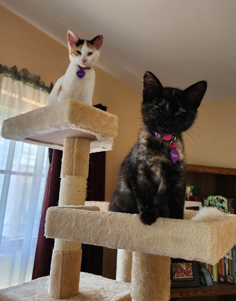 Kittens, Snowdrop and Stardust. Two kittens sit on cat tree.