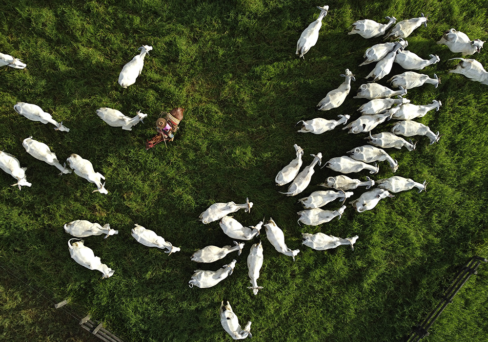 A cowboy sorts cattle in a corral at the Fazenda Itaituba, a farm in the municipality of Bujari, near the city of Rio Branco, Acre state, Brazil, on May 23, 2023. (AP photo/Eraldo Peres)