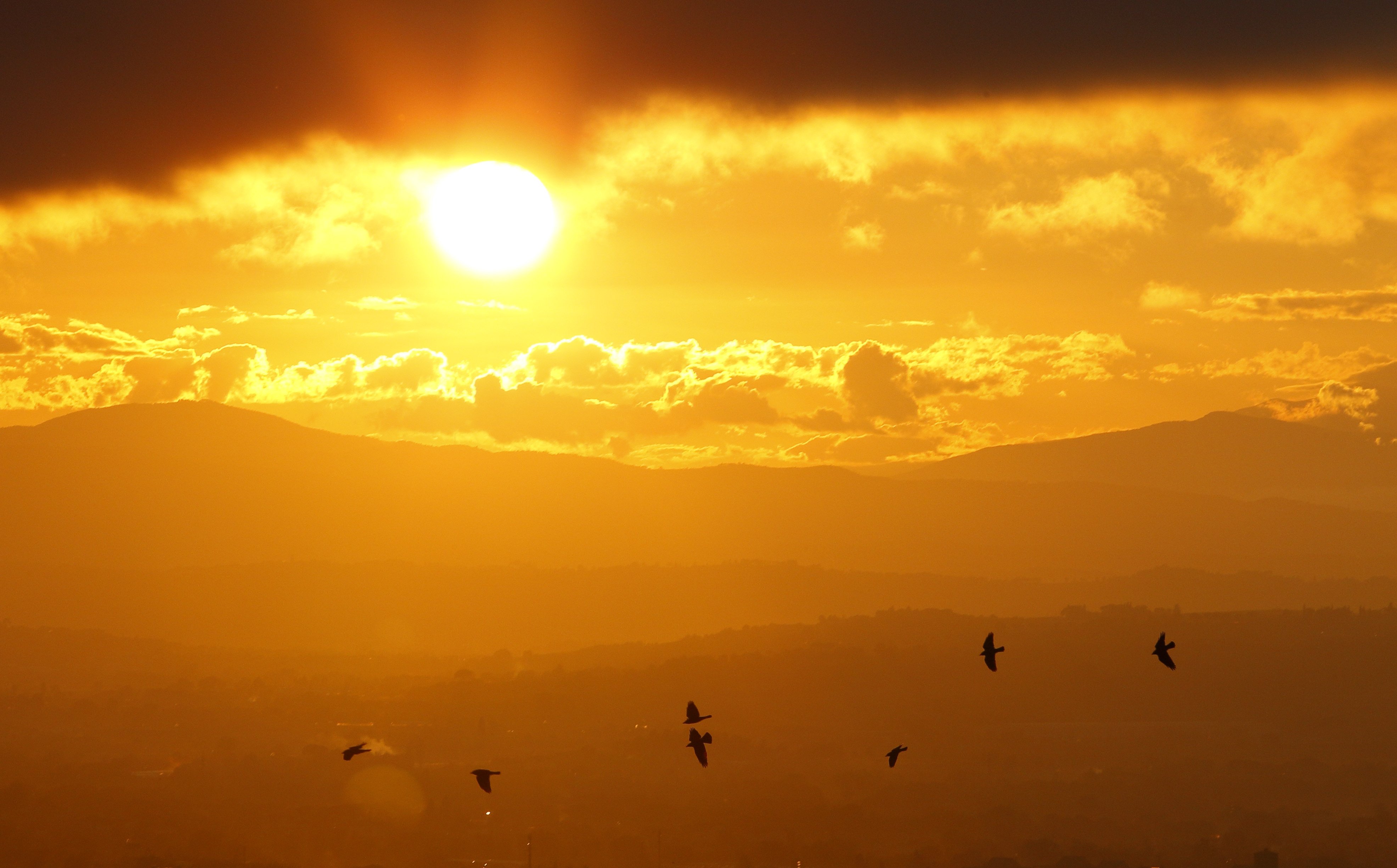 birds fly over a sunset