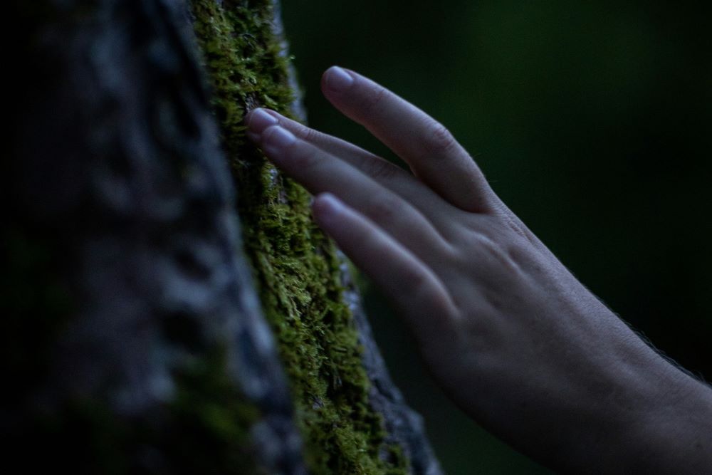 hand touches moss hand touches moss