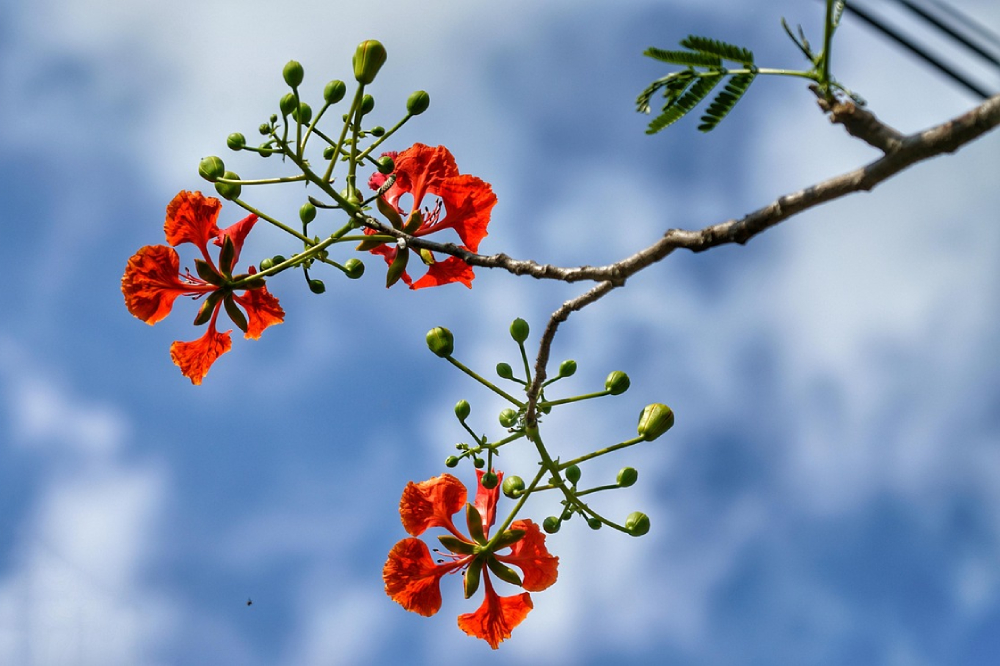 Flamboyant tree