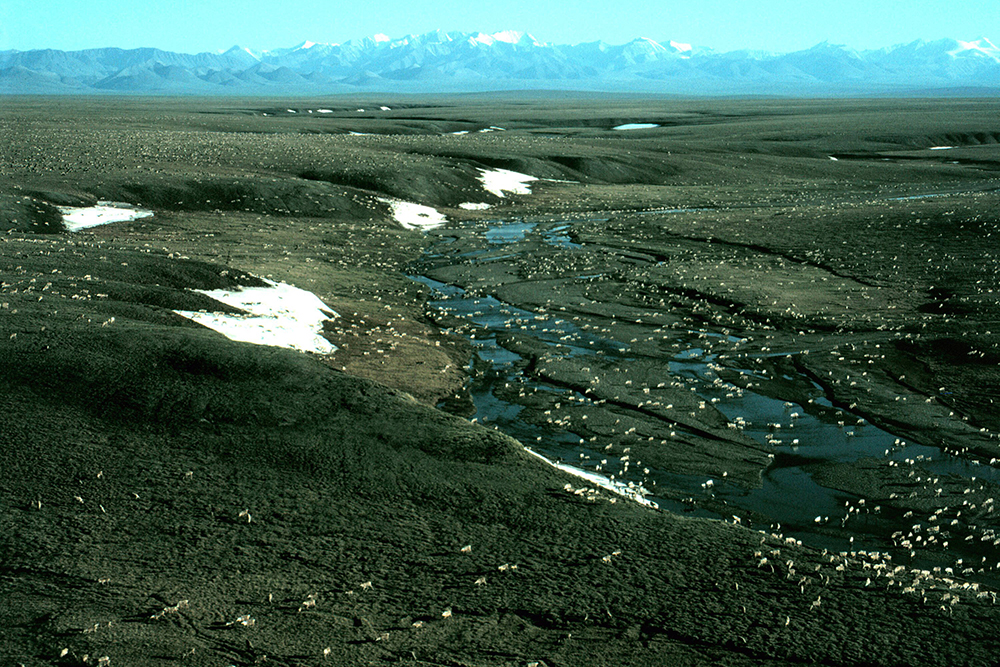 This photo provided by the U.S. Fish and Wildlife Service shows the Porcupine caribou herd in the 1002 area of the Arctic National Wildlife Refuge coastal plain, with the Brooks Range mountains in the distance to the south, in 2008. (U.S. Fish and Wildlife Service via AP, File)