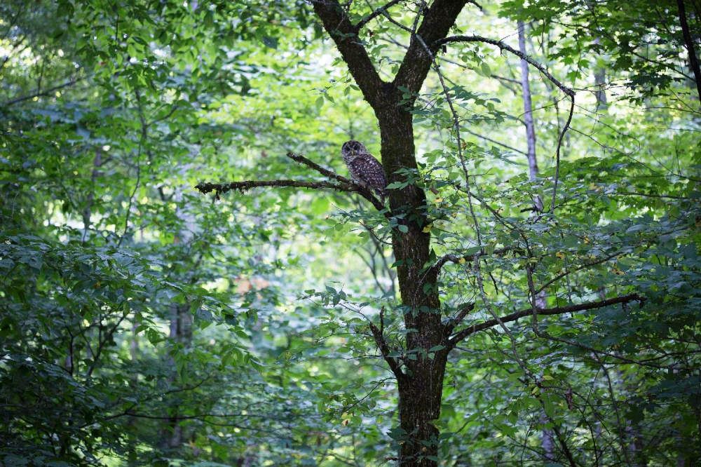 An owl rests on a tree branch in the forest of Kermit, W. Va., Aug. 19, 2014. An owl rests on a tree branch in the forest of Kermit, W. Va., Aug. 19, 2014. In Pope Francis' encyclical, "Laudato Si'," he urged that "the entire material universe speaks of God's love. ... Soil, water, mountains: Everything is, as it were, a caress of God." (CNS / Tyler Orsburn)