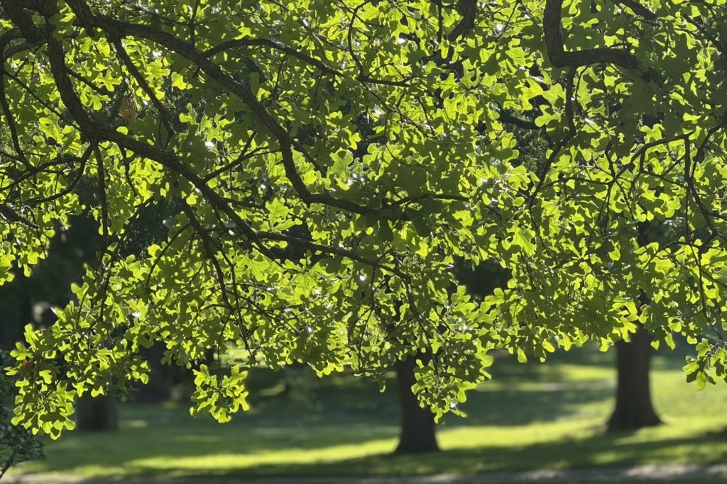 Jardín en el Monasterio Benedictino de Santa Escolástica, en Atchison, Kansas., Estados Unidos. (Foto: GSR/Helga Leija)  Jardín en el Monasterio Benedictino de Santa Escolástica, en Atchison, Kansas., Estados Unidos. (Foto: GSR/Helga Leija)