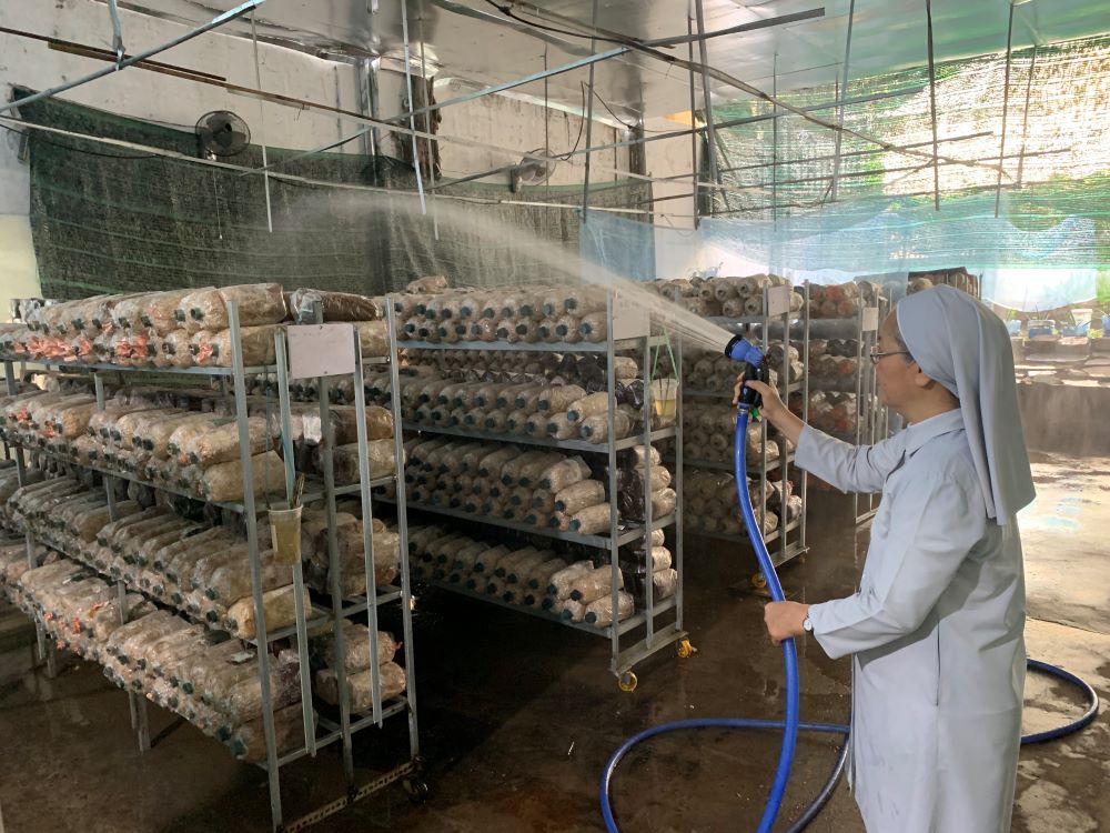 Sr. Agathe Tran Thi Mong Huyen waters mushroom growing bags on shelves arranged in neat rows in the sisters' mushroom-growing house in Ho Chi Minh City, Vietnam. The sisters started growing mushrooms in August. (Mary Nguyen)