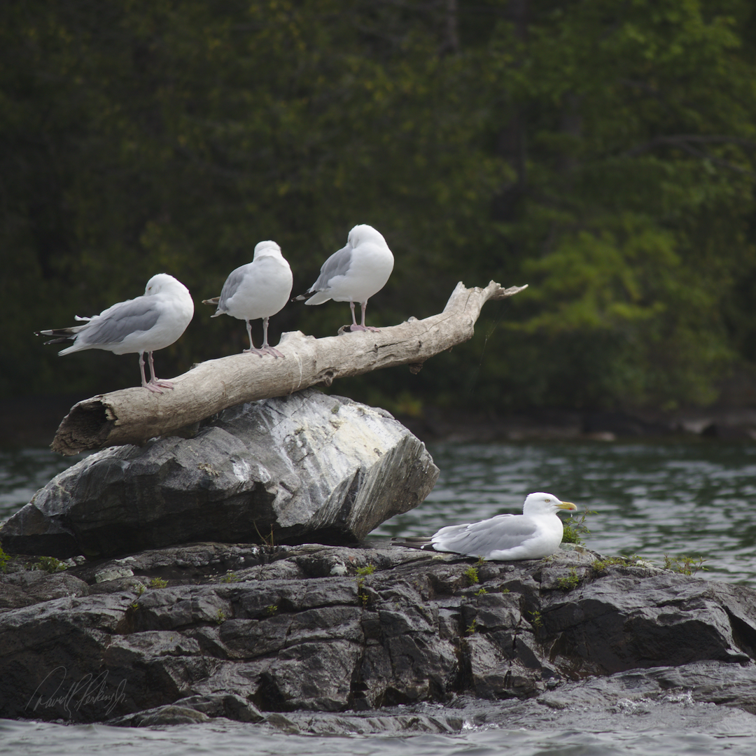 gulls on a branch gulls on a branch