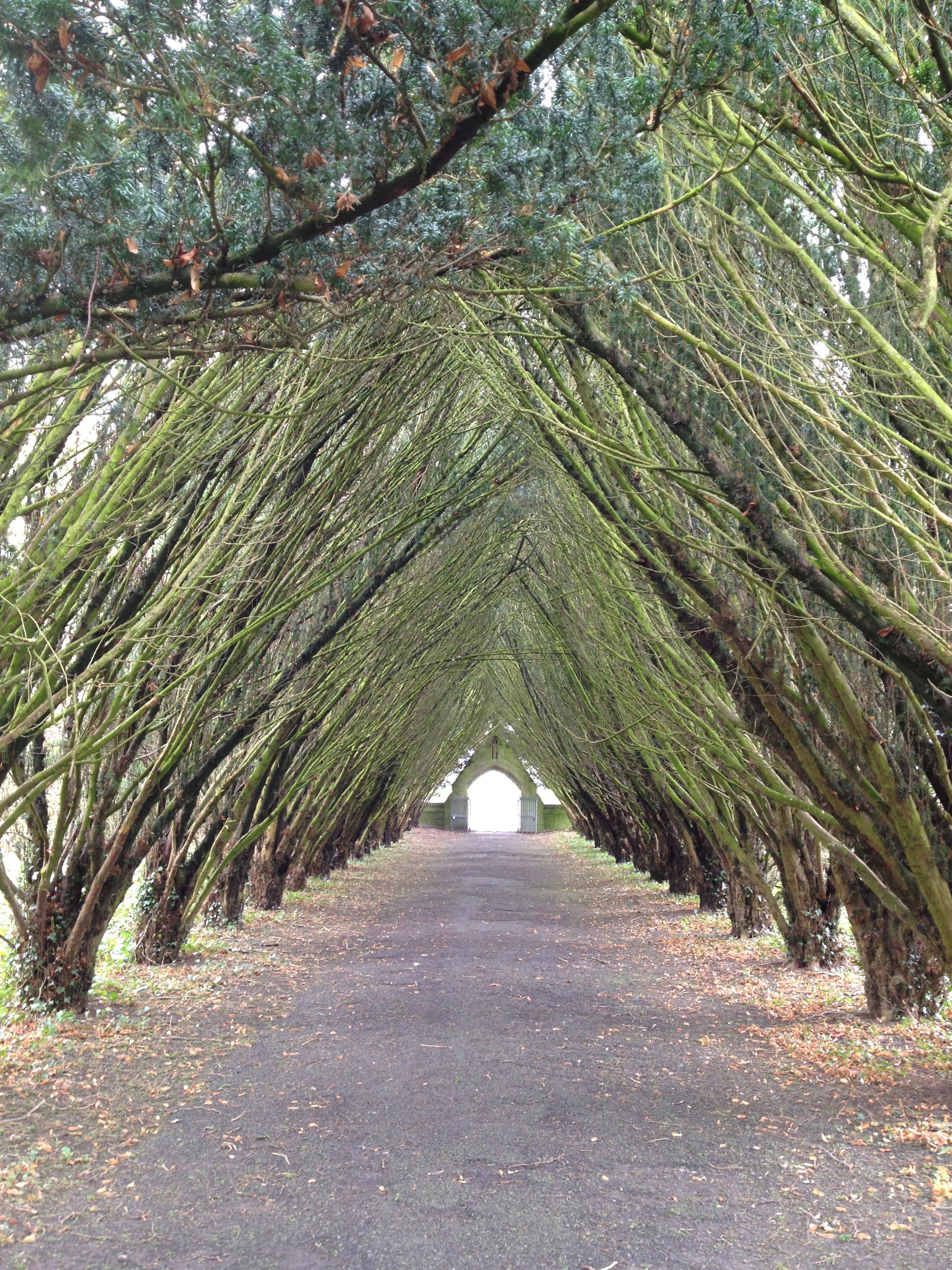 arch of trees arch of trees