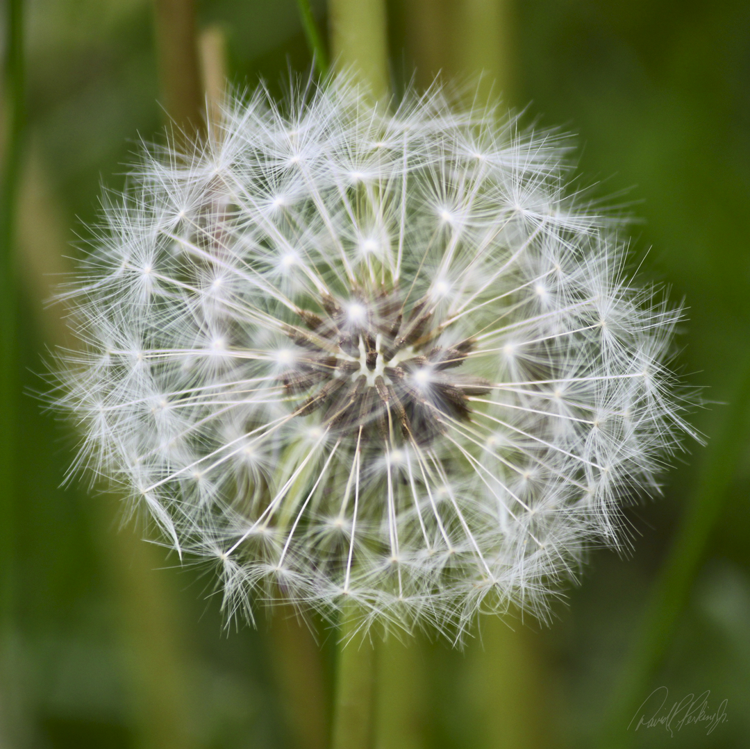 a dandelion gone to seed a dandelion gone to seed
