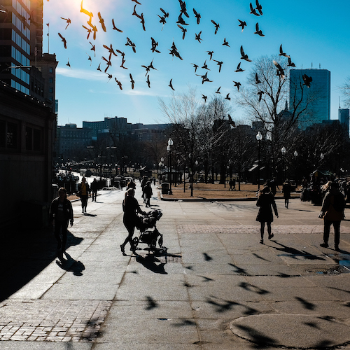 birds in the air, shadows below birds in the air, shadows below