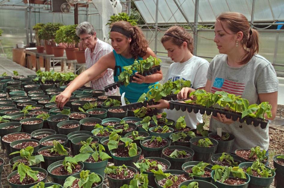Humility of Mary Sr. Linda Valasik, left, supervises some volunteers replanting vegetable starts in the Villa Maria Farm Greenhouse. Humility of Mary Sr. Linda Valasik, left, supervises some volunteers replanting vegetable starts in the Villa Maria Farm Greenhouse.