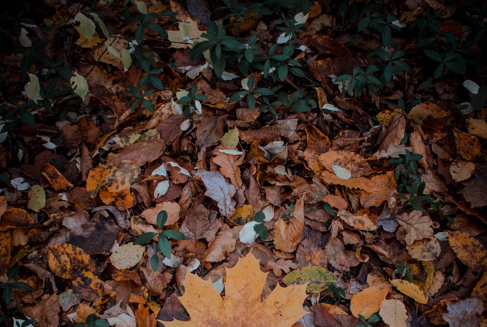 Fallen leaves (Unsplash/Igor Lypnytskyi) Fallen leaves (Unsplash/Igor Lypnytskyi)