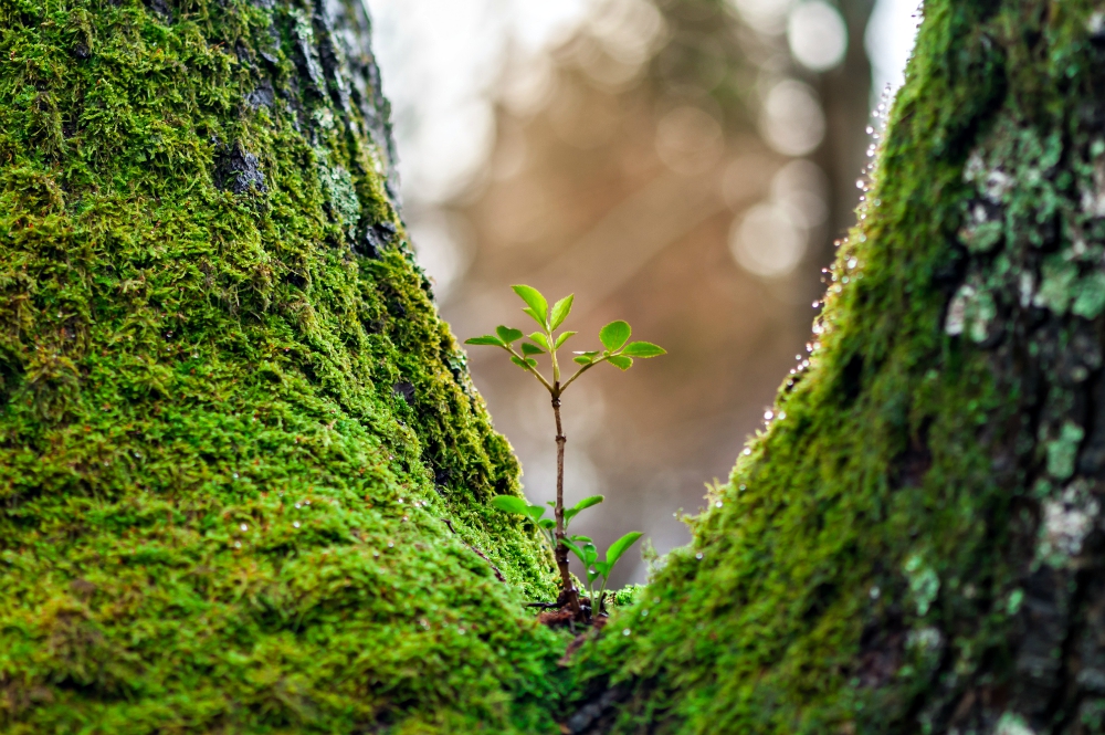 Entre los troncos de dos árboles viejos muy cercanos crece una planta diminuta. (Foto: Dreamstime/Remus Rigo) "La gran cuestión de la vida moderna es decidir qué es lo que hay que conservar si queremos seguir siendo lo que somos —cristianos— y qué es lo que tenemos que soltar si queremos ser lo que decimos ser": Hna. Joan Chittister. (Foto: Dreamstime/Remus Rigo)