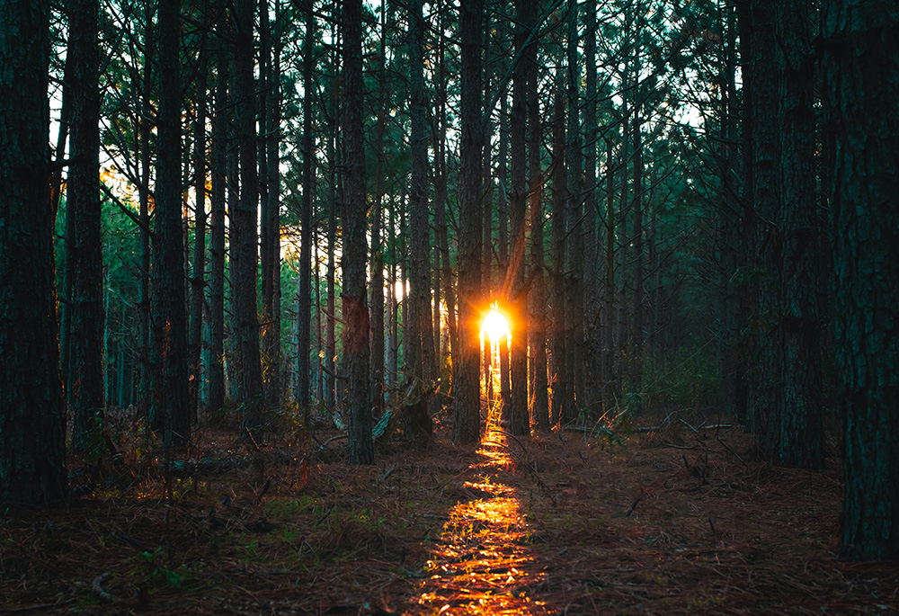 (Unsplash/Joshua Woroniecki) (Unsplash/Joshua Woroniecki)