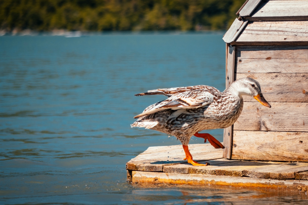 Evidence of divine sense of humor: a walking duck (Unsplash/Mack Fox (MusicFox)) Evidence of divine sense of humor: a walking duck (Unsplash/Mack Fox (MusicFox))