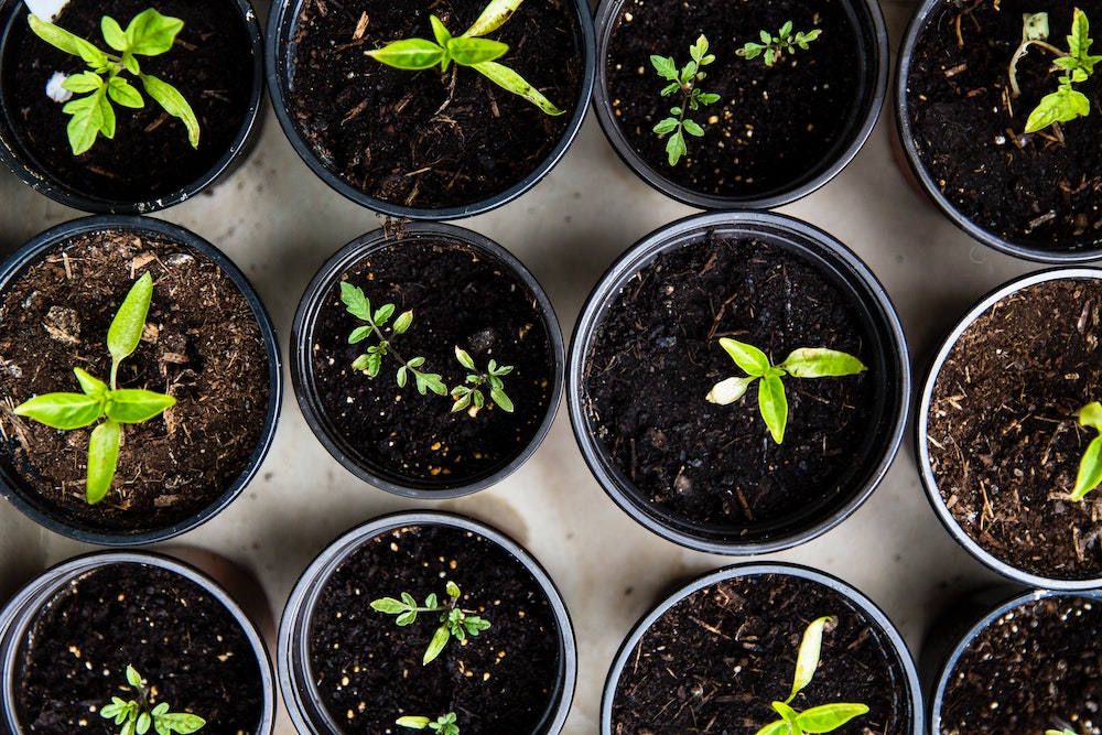 Photo illustration of plants growing (Unsplash/Markus Spiske)