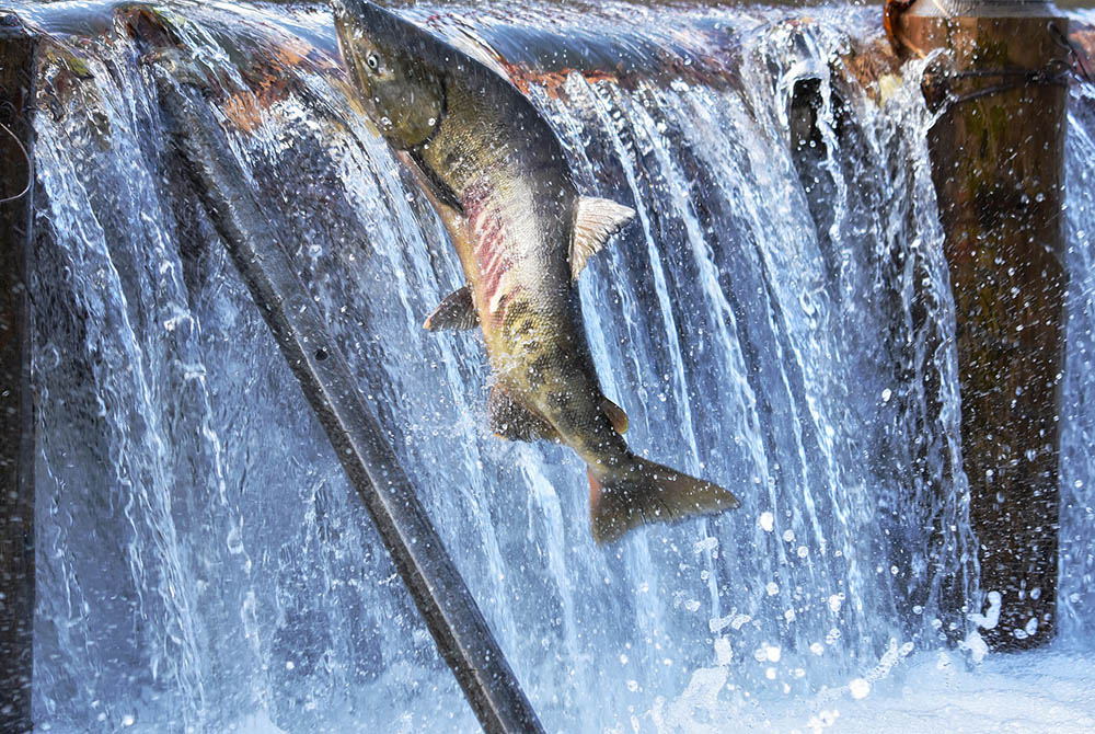 Fish swimming upriver (Pixabay/Cock-Robin)