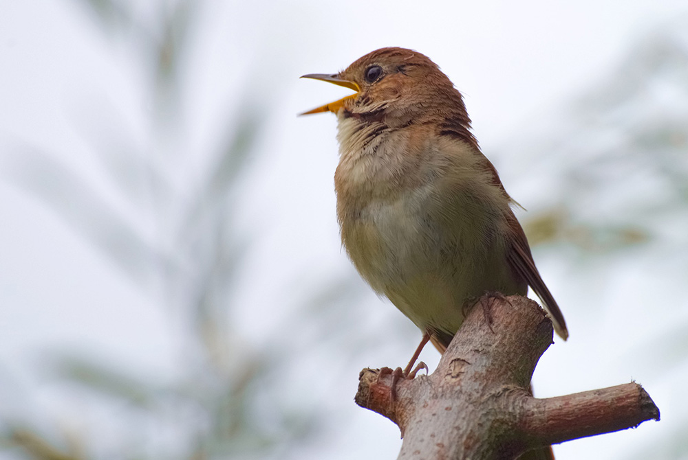 A nightingale is pictured. Linda Chase completed a degree in sustainable education with a concentration in ecomusicology. That field, she said, explores the interconnections among music, culture and nature. (Pixabay/wal_172619) A nightingale is pictured. Linda Chase completed a degree in sustainable education with a concentration in ecomusicology. That field, she said, explores the interconnections among music, culture and nature. (Pixabay/wal_172619)