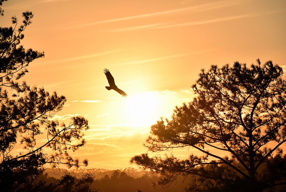 Bird soaring (Unsplash/Sam Bark)