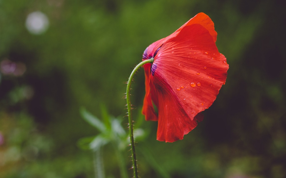 A wilted red poppy sits on a blurry background of a green garden (Photo by Shane Rounce on Unsplash) A wilted red poppy sits on a blurry background of a green garden