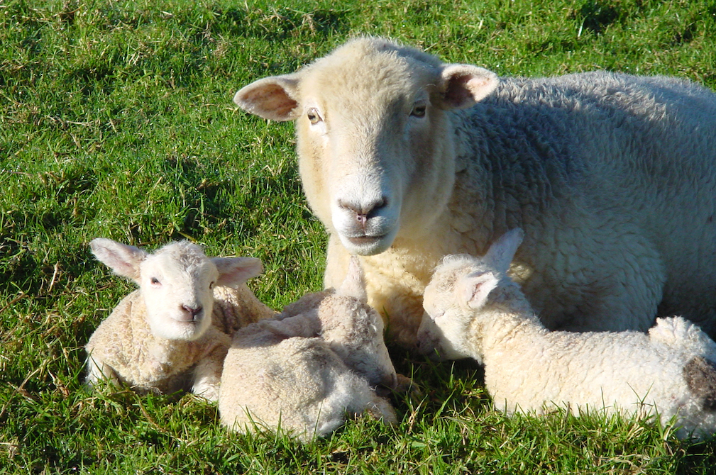 A ewe with her lambs (Susan Elizabeth Smith) A ewe with her lambs (Susan Elizabeth Smith)