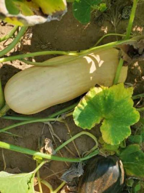 A butternut squash grows on John Brown's farm in Dallas County, Alabama. 