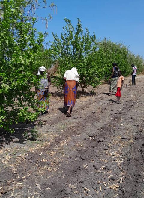 Sr. Augustine Adioye sows millet in the village of Mbodienne in Senegal. (Sr. Pepyne Claudia Matendakama)