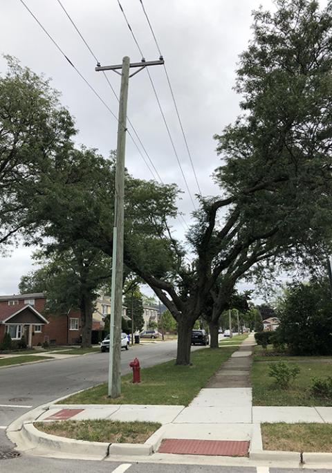 Just as my beautiful tree had to accommodate the cables to survive and thrive, so we must transform ourselves to live fully. (Sue Paweski)
