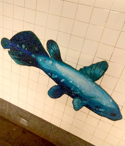 Picture of a blue mosaic fish set amid white square tiles lining the NYC subway Picture of a blue mosaic fish set amid white square tiles lining the NYC subway
