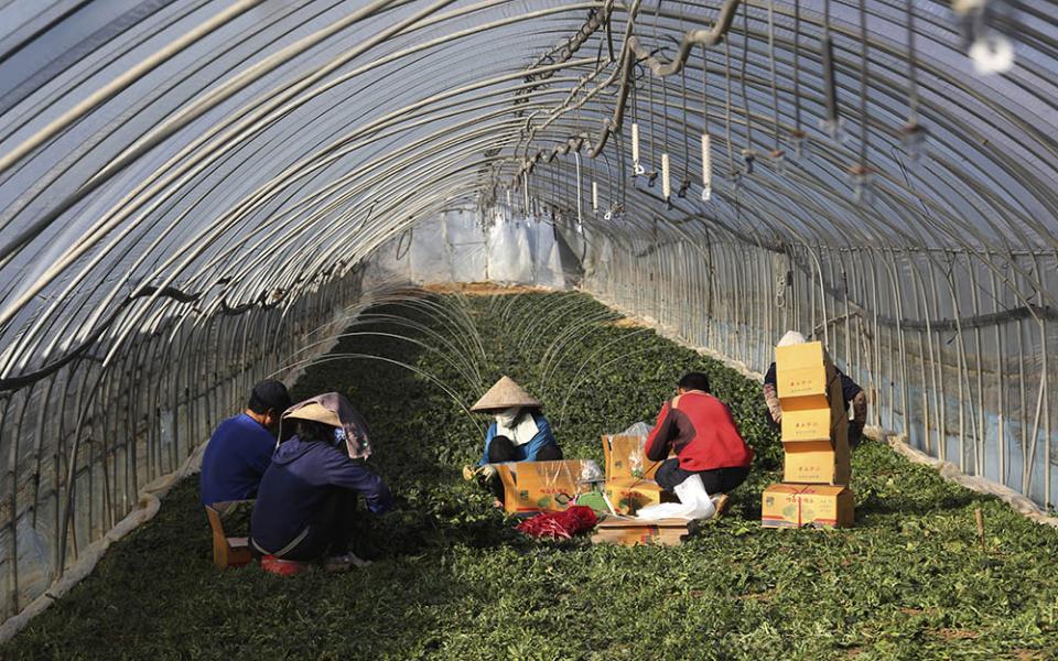 Migrant workers work inside a greenhouse at a farm in Pocheon, South Korea, on Feb. 8, 2021. (AP/Ahn Young-joon)