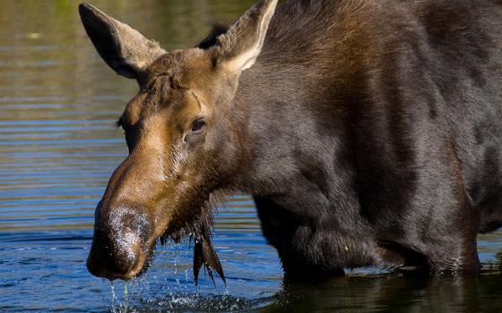 A female moose grazes for water plants in Grand Teton National Park in Wyoming. (Wikimedia Commons/Tony Hisgett)