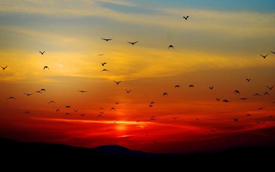 Flock of birds flying against a sunset-colored sky (Pixabay/Giani Gheorghe)
