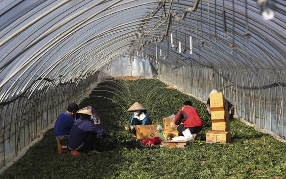 Migrant workers work inside a greenhouse at a farm in Pocheon, South Korea, on Feb. 8, 2021. (AP/Ahn Young-joon)
