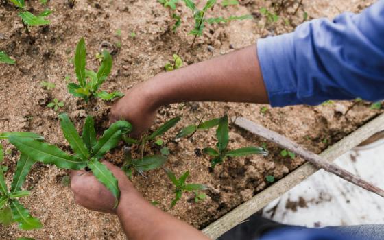 Bare hands planting sprouted plants in a raised garden bed full of soil.