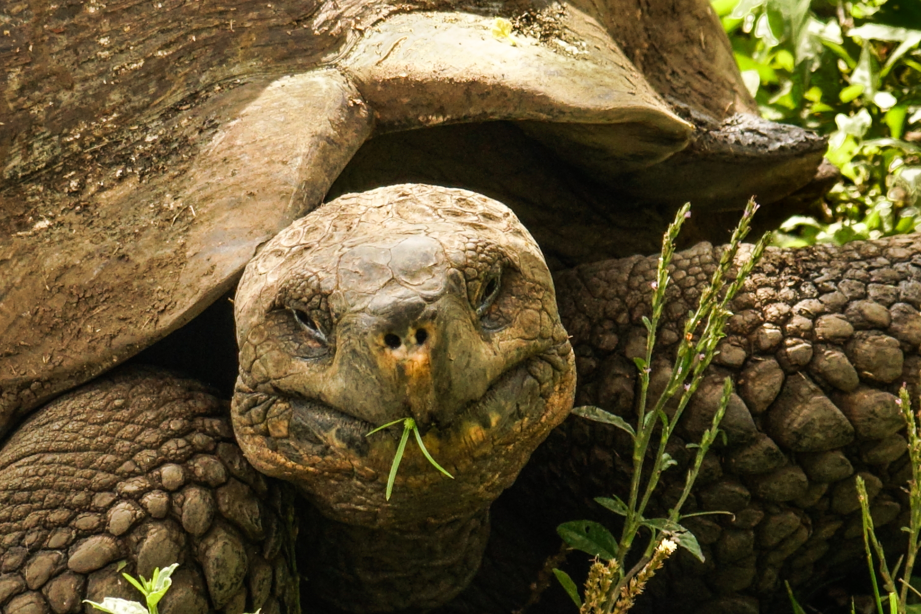 A giant tortoise on Santa Cruz Island in The Galápagos (NCR photo/Bill Mitchell) A giant tortoise on Santa Cruz Island in The Galápagos (NCR photo/Bill Mitchell)