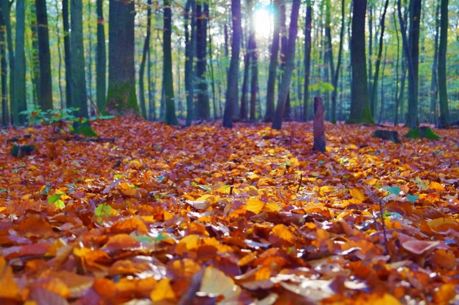Fall leaves rest on a forest floor. Fall leaves rest on a forest floor.